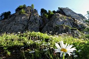 22 Margherite (Leucanthemum vulgare)
